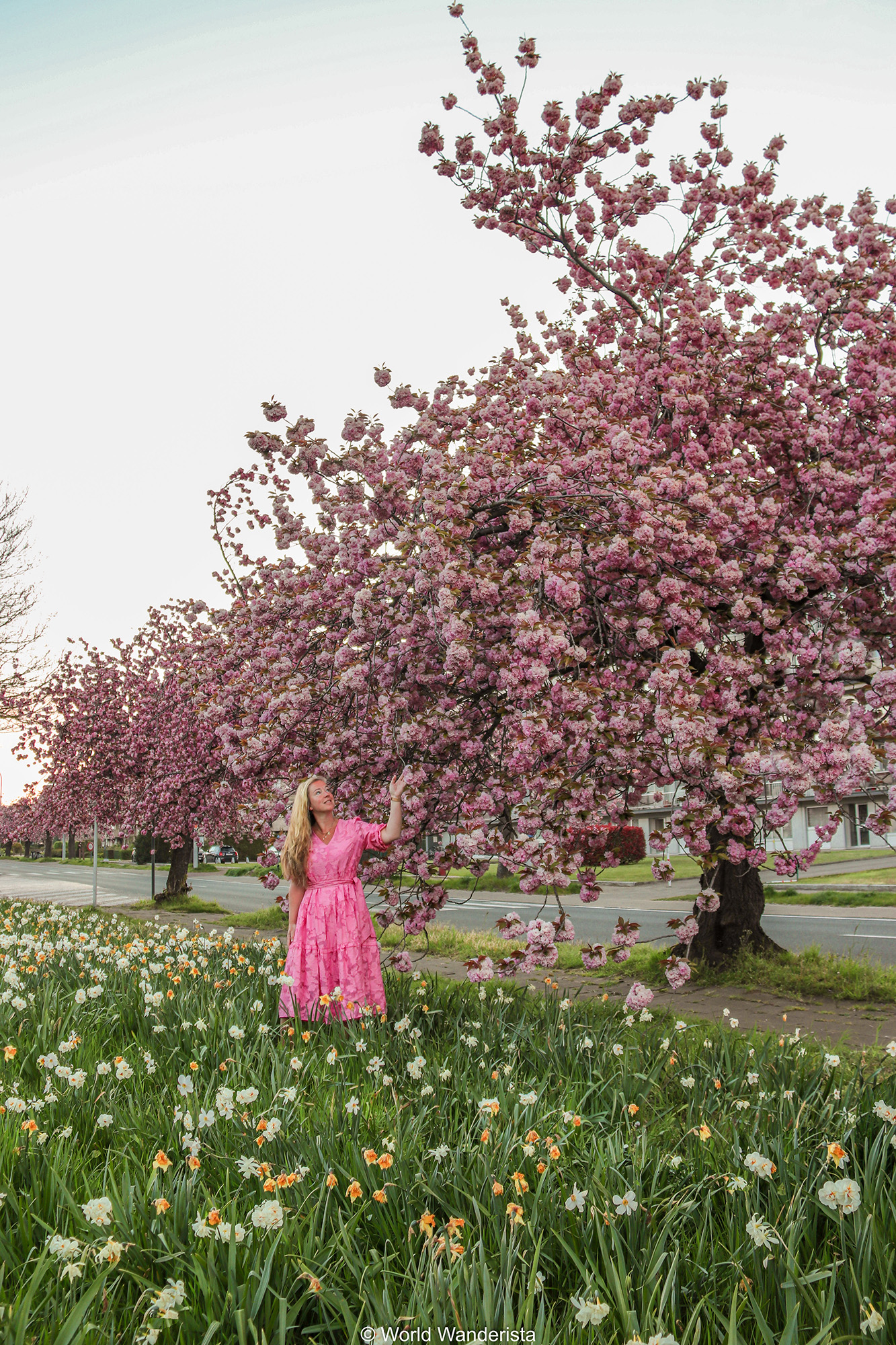 Spring in Belgium; 22 most beautiful places to find blossoms and flowers